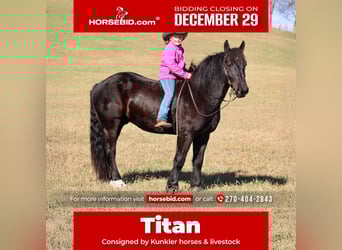 Percheron Mix, Castrone, 7 Anni, 163 cm, Morello