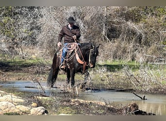 Percheron, Castrone, 7 Anni, 163 cm, Morello