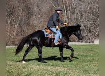 Percheron, Castrone, 7 Anni, 163 cm, Morello