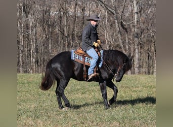 Percheron, Castrone, 7 Anni, 163 cm, Morello