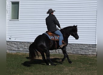 Percheron, Castrone, 7 Anni, 163 cm, Morello