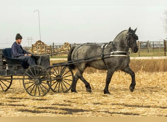 Percheron, Castrone, 7 Anni, 163 cm, Roano blu