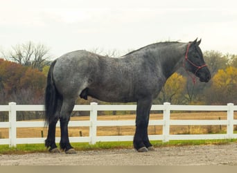 Percheron, Castrone, 7 Anni, 163 cm, Roano blu
