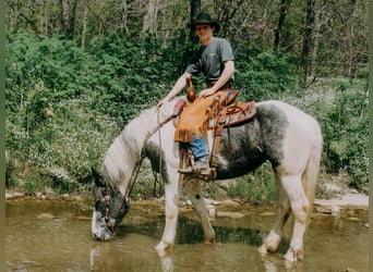 Percheron, Castrone, 7 Anni, 163 cm, Tobiano-tutti i colori