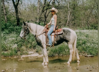 Percheron, Castrone, 7 Anni, 163 cm, Tobiano-tutti i colori