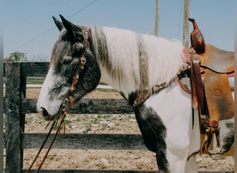 Percheron, Castrone, 7 Anni, 163 cm, Tobiano-tutti i colori
