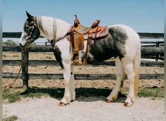 Percheron, Castrone, 7 Anni, 163 cm, Tobiano-tutti i colori
