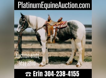 Percheron, Castrone, 7 Anni, 163 cm, Tobiano-tutti i colori