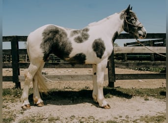 Percheron, Castrone, 7 Anni, 163 cm, Tobiano-tutti i colori