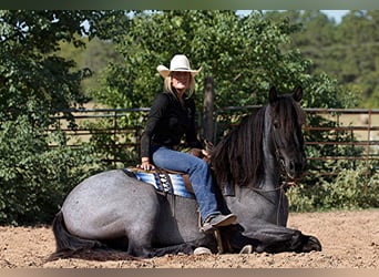 Percheron, Castrone, 7 Anni, 165 cm, Roano blu