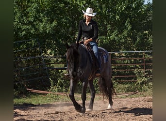 Percheron, Castrone, 7 Anni, 165 cm, Roano blu
