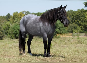 Percheron, Castrone, 7 Anni, 165 cm, Roano blu