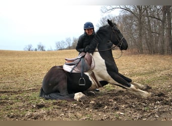 Percheron, Castrone, 7 Anni, 165 cm, Tobiano-tutti i colori