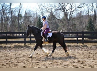 Percheron, Castrone, 7 Anni, 165 cm, Tobiano-tutti i colori
