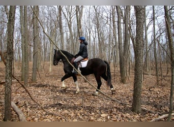 Percheron, Castrone, 7 Anni, 165 cm, Tobiano-tutti i colori