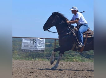 Percheron, Castrone, 7 Anni, 168 cm, Tobiano-tutti i colori