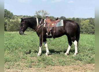 Percheron, Castrone, 7 Anni, 168 cm, Tobiano-tutti i colori