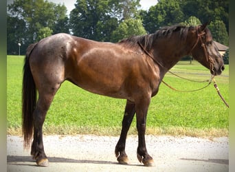 Percheron, Castrone, 7 Anni, 170 cm, Roano blu