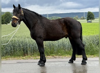 Percheron Mix, Castrone, 7 Anni, 173 cm, Baio scuro