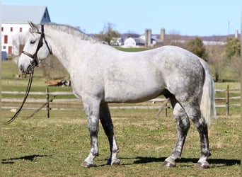 Percheron Mix, Castrone, 7 Anni, 173 cm, Grigio