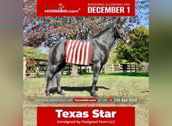 Percheron Mix, Castrone, 7 Anni, 175 cm, Morello