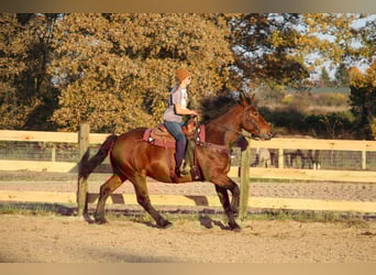 Percheron, Castrone, 7 Anni, Baio ciliegia