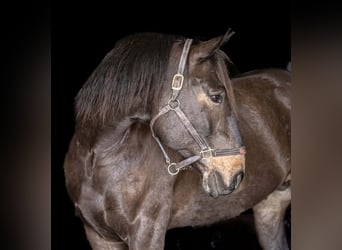 Percheron Mix, Castrone, 7 Anni, Baio ciliegia