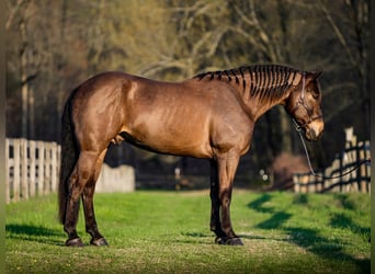 Percheron Mix, Castrone, 7 Anni, Baio ciliegia