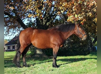 Percheron, Castrone, 7 Anni, Baio ciliegia