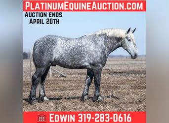 Percheron, Castrone, 7 Anni, Grigio
