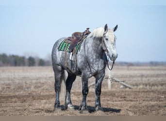 Percheron, Castrone, 7 Anni, Grigio pezzato