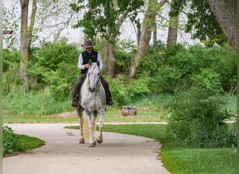 Percheron Mix, Castrone, 7 Anni, Grigio pezzato
