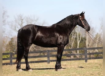 Percheron, Castrone, 7 Anni, Morello
