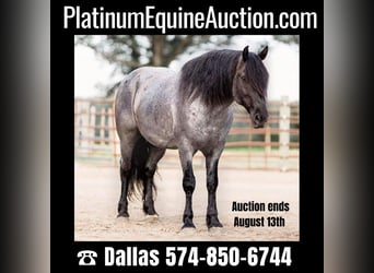Percheron, Castrone, 8 Anni, 155 cm, Roano blu
