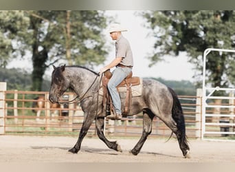 Percheron, Castrone, 8 Anni, 155 cm, Roano blu