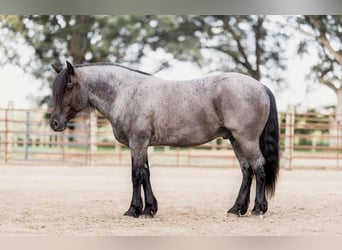 Percheron, Castrone, 8 Anni, 155 cm, Roano blu