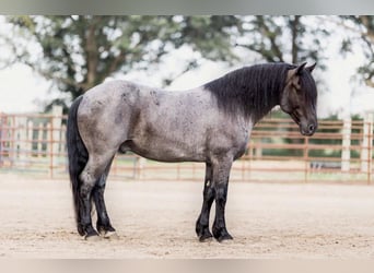Percheron, Castrone, 8 Anni, 155 cm, Roano blu