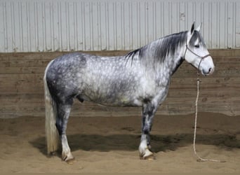 Percheron, Castrone, 8 Anni, 157 cm, Grigio pezzato
