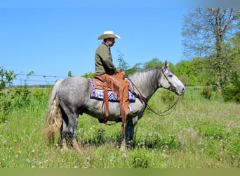 Percheron, Castrone, 8 Anni, 157 cm, Grigio pezzato