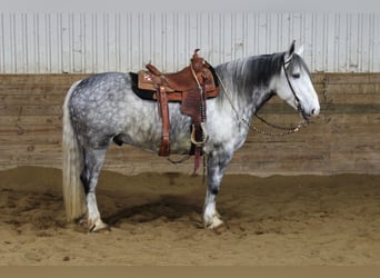 Percheron, Castrone, 8 Anni, 157 cm, Grigio pezzato