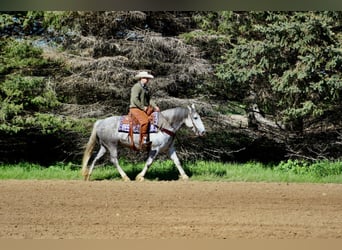 Percheron, Castrone, 8 Anni, 157 cm, Grigio pezzato