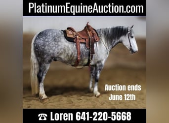 Percheron, Castrone, 8 Anni, 157 cm, Grigio pezzato