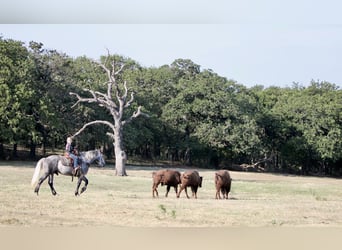 Percheron, Castrone, 8 Anni, 160 cm, Grigio pezzato