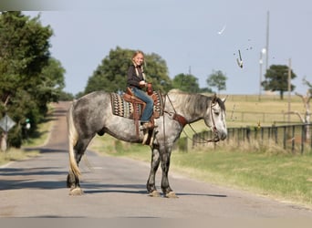 Percheron, Castrone, 8 Anni, 160 cm, Grigio pezzato