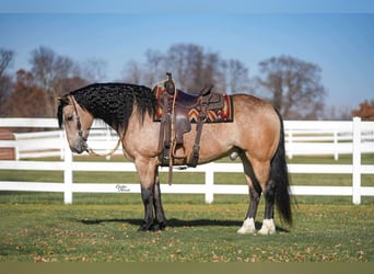 Percheron Mix, Castrone, 8 Anni, 160 cm, Pelle di daino