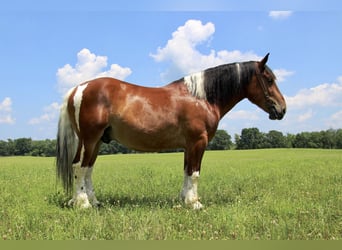 Percheron, Castrone, 8 Anni, 160 cm, Tobiano-tutti i colori
