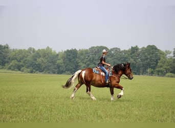 Percheron, Castrone, 8 Anni, 160 cm, Tobiano-tutti i colori