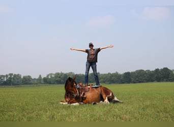 Percheron, Castrone, 8 Anni, 160 cm, Tobiano-tutti i colori