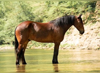Percheron, Castrone, 8 Anni, 163 cm, Baio ciliegia