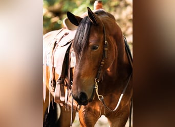 Percheron, Castrone, 8 Anni, 163 cm, Baio ciliegia